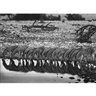 Sebastião Salgado, Zebras, Namibia