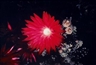 Nobuyoshi Araki, Flower of Higanbana