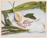 Berlinde de Bruyckere, Still life with ognions