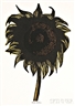 Leonard Baskin, 2 Floral Works : Untitled (Sunflower)