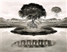 Jerry Uelsmann, Untitled (Floating Tree)