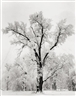 Ansel Adams, Oak Tree, Snowstorm. Yosemite National Park, California, 1948