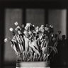 Robert Mapplethorpe, Tulips, 1983