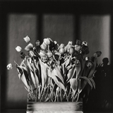 Tulips, 1983