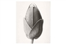 Major exhibition of Karl Blossfeldt's photographs and publications on view at The Whitechapel Gallery