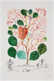 Begonia