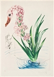 Water Hibiscus and Swan