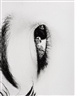 Nobuyoshi Araki, Untitled