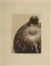 Manuel Álvarez Bravo, Calabaza y caracol