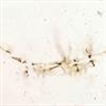 Cai Guo Qiang, Set of 2 Works: Boat
