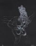 Hans Bellmer, BON SENS