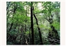 Thomas Struth, PARADIES
