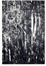 Wolfgang Tillmans, WALD (TIERRA DEL FUEGO) II