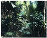 Thomas Struth, Paradise 6 (Daintreen Australia)