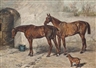 John Emms, Australia, Barney and Doctor in a stableyard