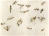 Cai Guo Qiang, Man, Eagle and Eye in the Sky: Eagles