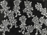 Jean Dubuffet, Onze Personnages