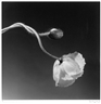 Robert Mapplethorpe, Poppy