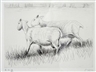 Henry Moore, Shorn sheep