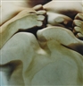 Jenny Saville, Closed Contact #2