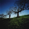 Darren Almond, California North Star