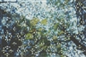 Gabriel Orozco, Light Through Leaves