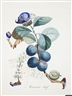 Dali Auction: Hidden Botanical Watercolors Head To Bonham's 