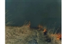 Recent body of photographs by Japanese photographer, Rinko Kawauchi on view at Rosegallery