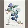 Fourteen unseen Salvador Dali paintings surface at Bonhams