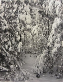 Snow on Trees