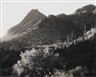 Ansel Adams, Mountain and Saguaro Cactus