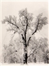 Ansel Adams, Oaktree, Snowstorm