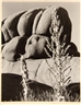 Edward Weston, Yucca, Wonderland of Rocks