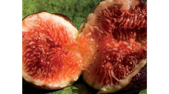 Agnes Denes, Wheatfield, a Confrontation (1982) - the so called 'grandmother' of environmental art.