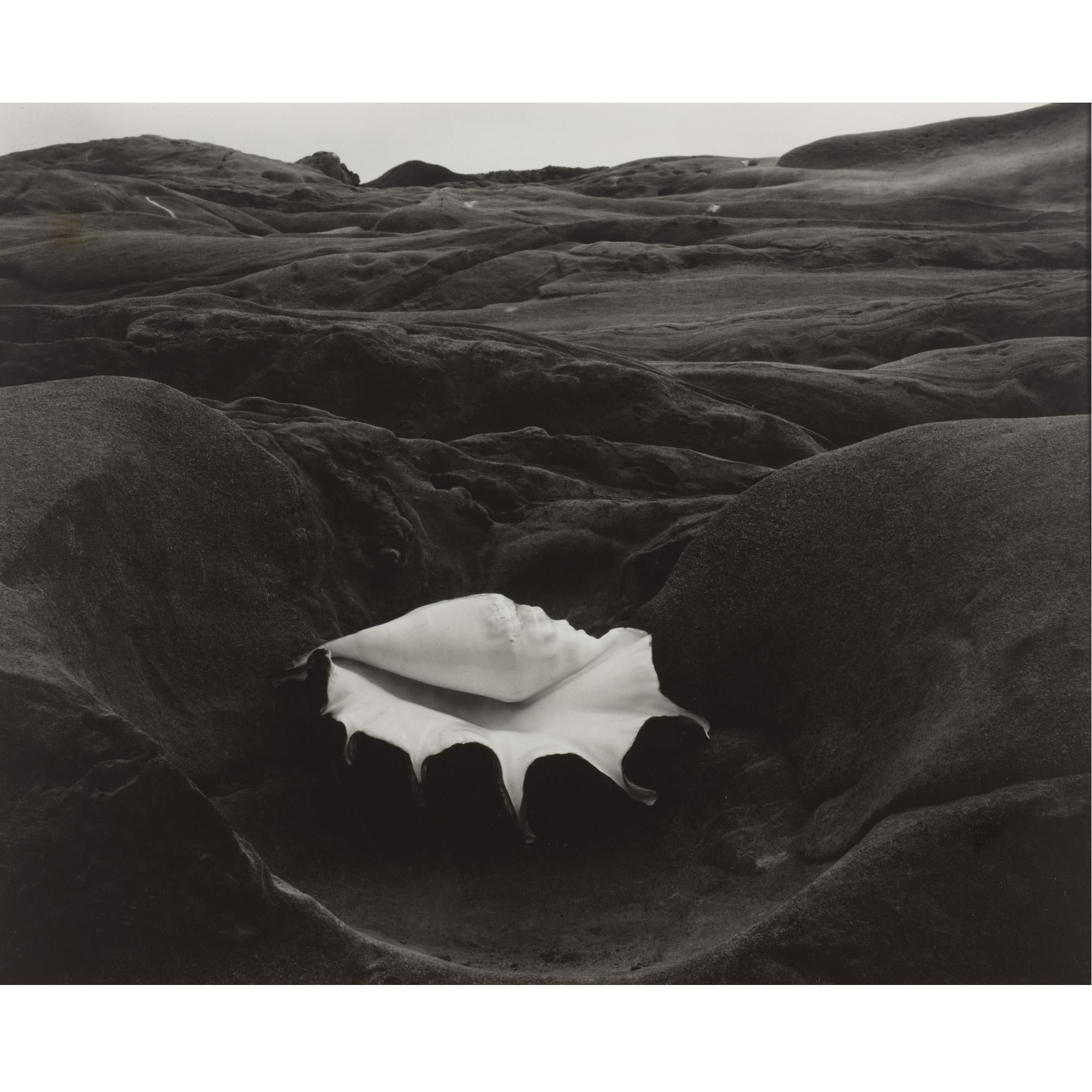 Edward Weston | 'shell and rock arrangement' | MutualArt