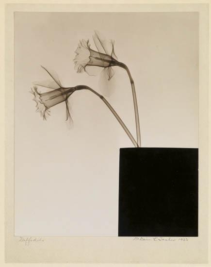 Politibetjent sandsynligt Margaret Mitchell Dain L. Tasker | Daffodils (in box) (1933) | MutualArt