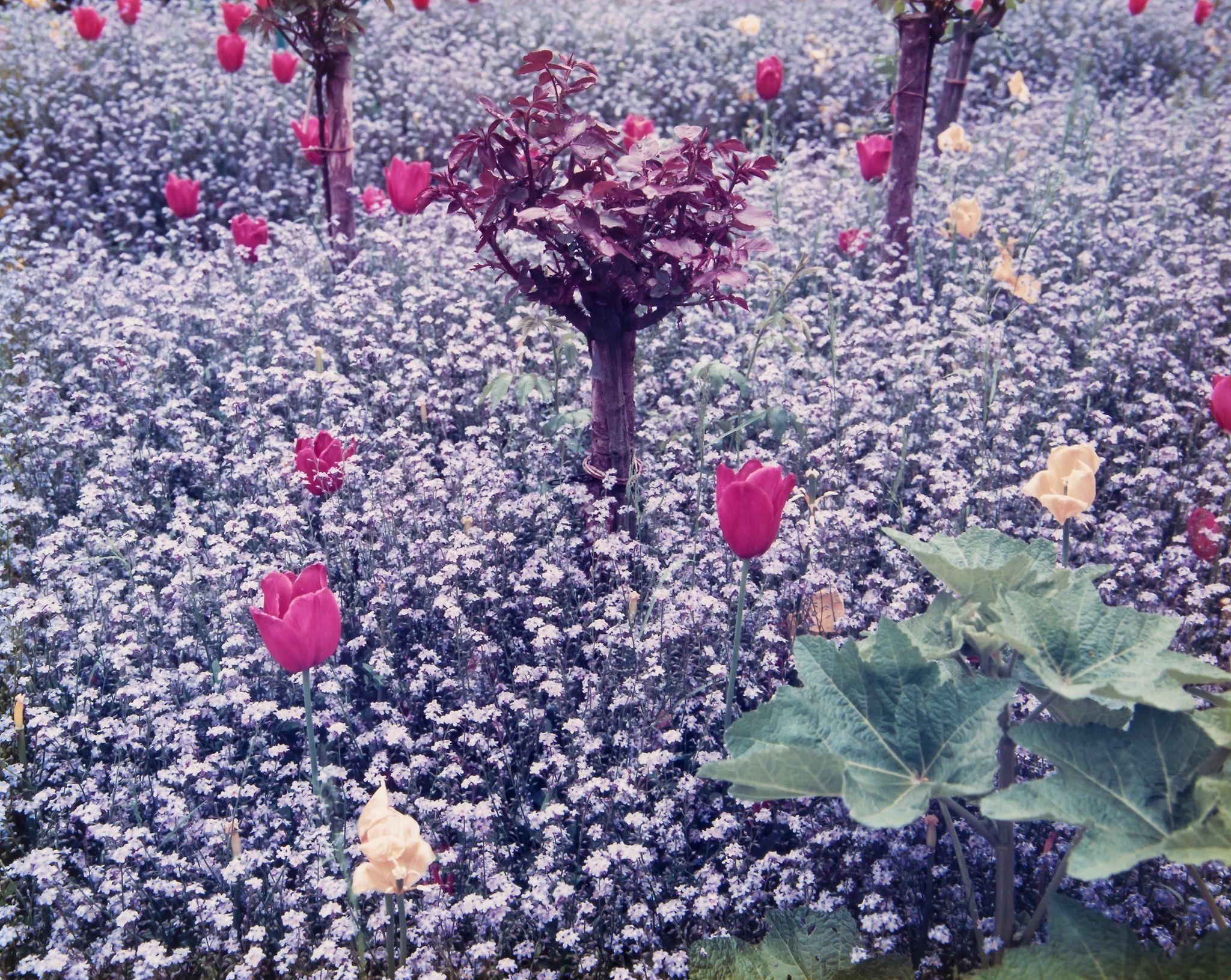 Stephen Shore | Monet