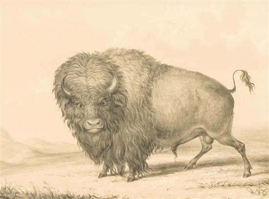 George Catlin Buffalo Bull Grazing ART Canvas print