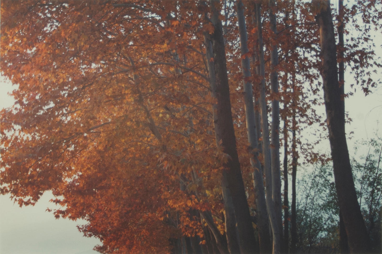 Abbas Kiarostami | Untitled (Tree Series) (2001) | MutualArt