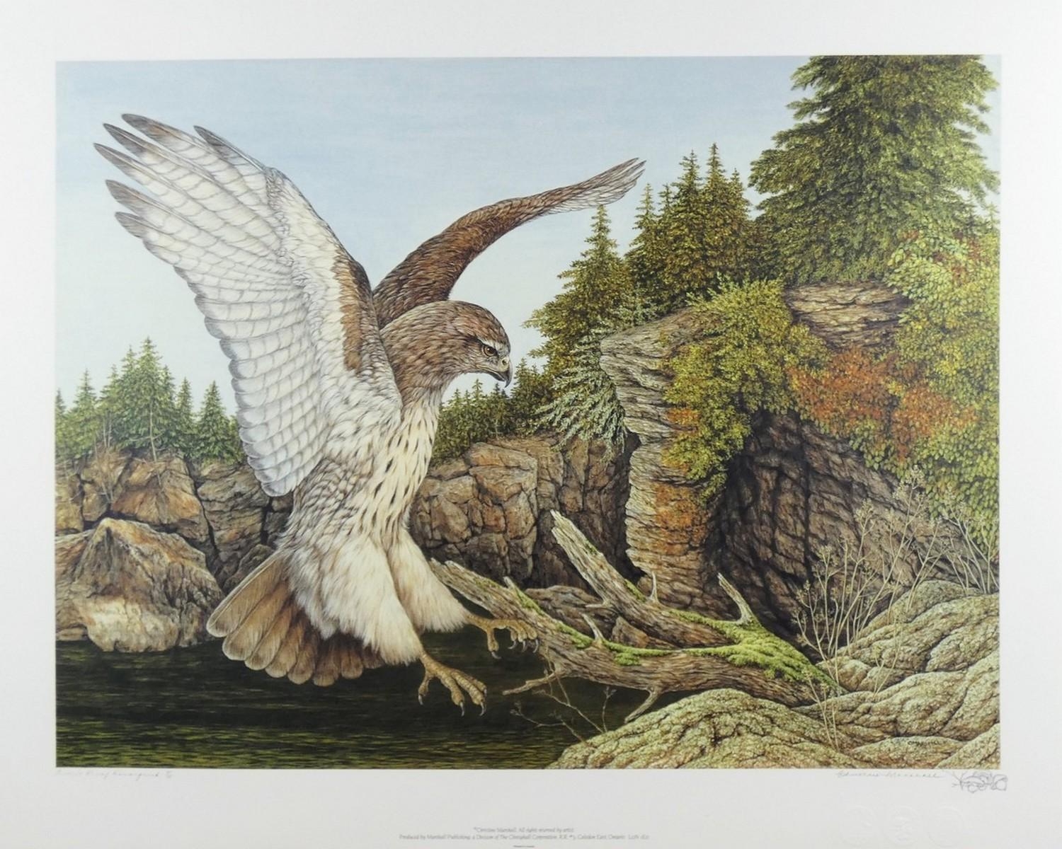 Christine Marshall | Five works: Northern Splendor Red-Tailed Hawk;  Winterlude Blue Jay; Morning Hunt Red Fox; Nocturnal Hunter - Raccoon (2) |  MutualArt