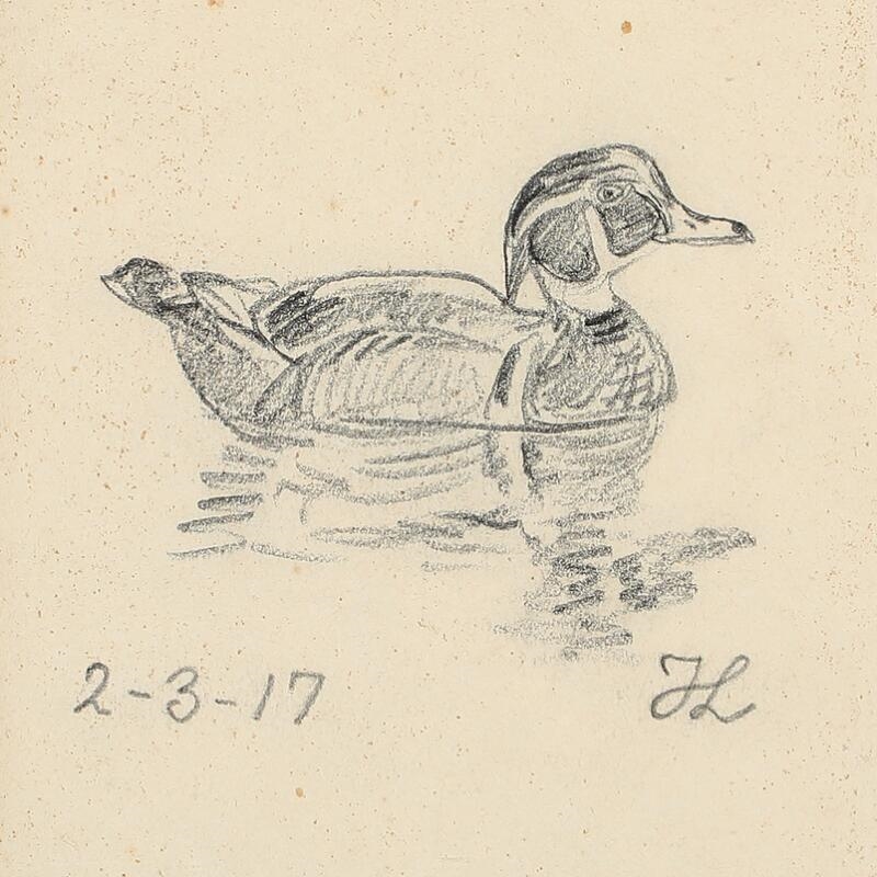 swimming duck drawing