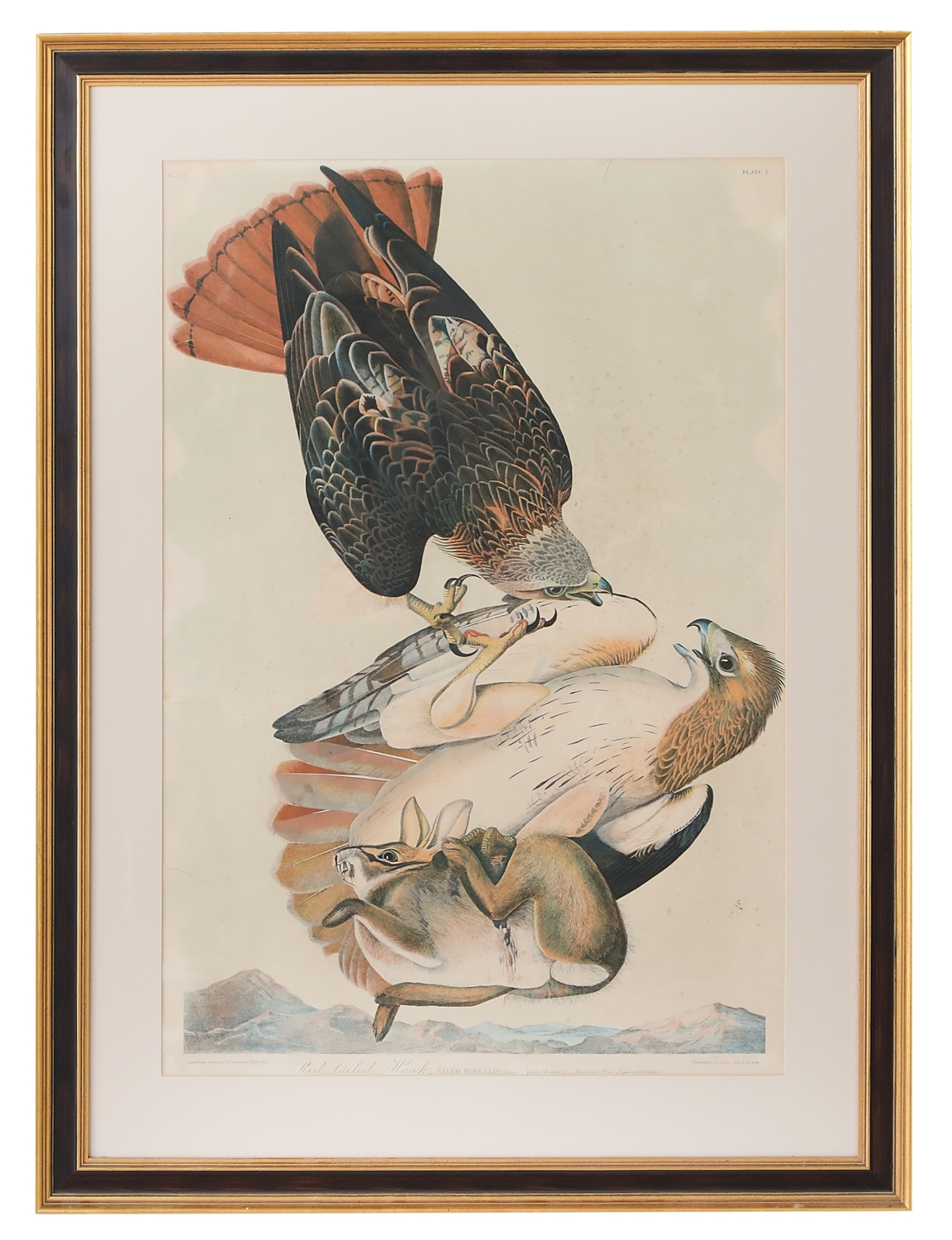 John James Audubon, Red-tailed Hawk, Falco Borealis, Gmel, Male, 1.  Female, 2. American Hare, Lepus Americanus (1860)