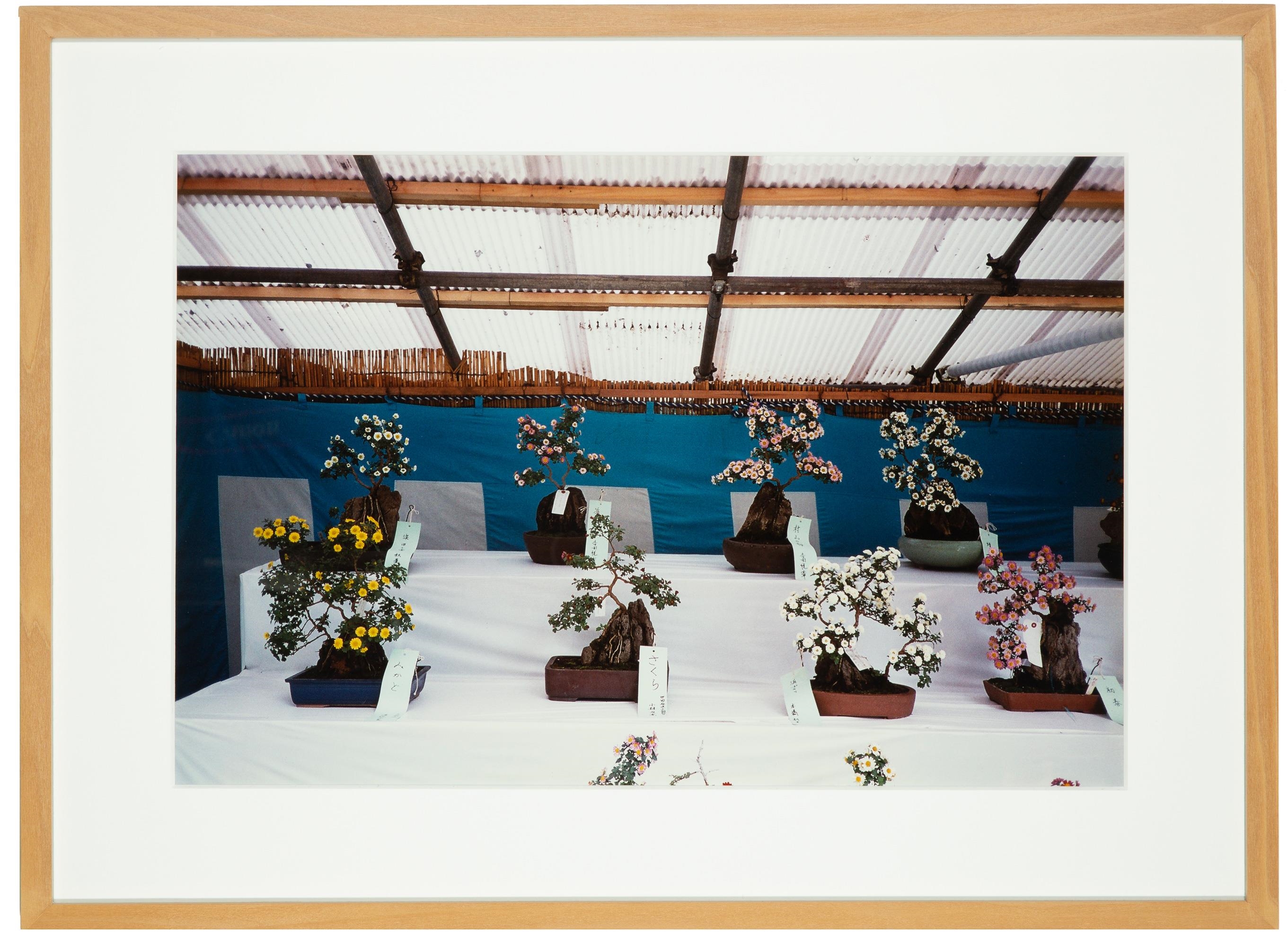 Viktoria Tremmel | Chrysanthemen-Bonsai (1999) | MutualArt