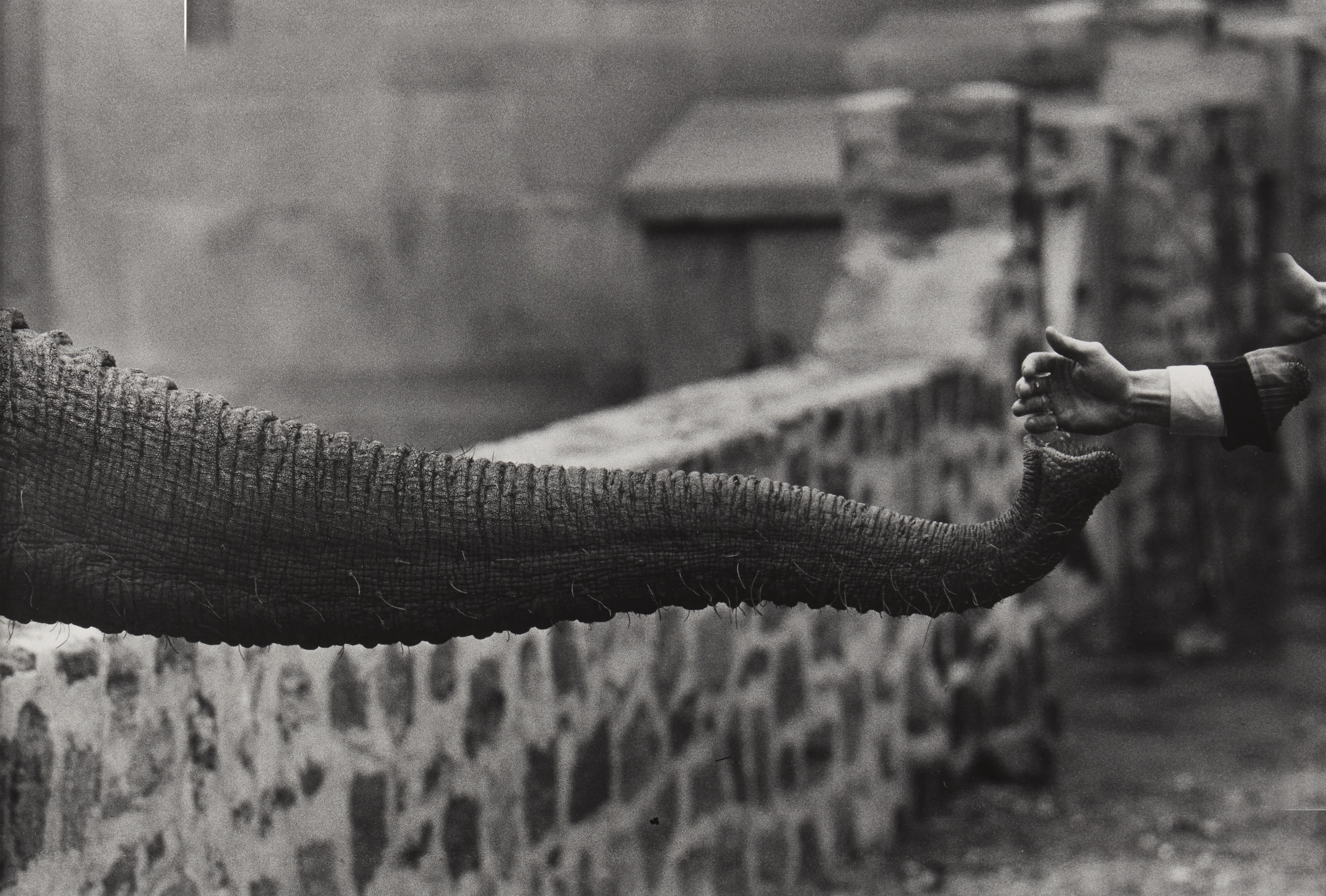 garry-winogrand-the-animals-