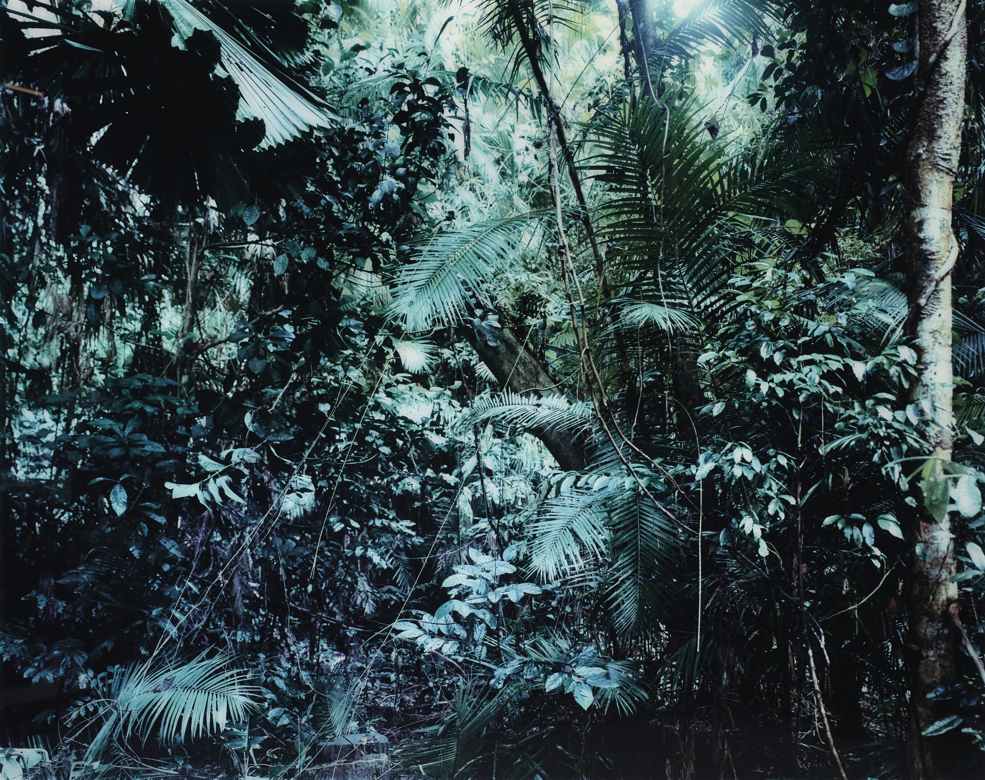 Thomas Struth | Paradise 6, Daintree, Australia, 1998 (1998 