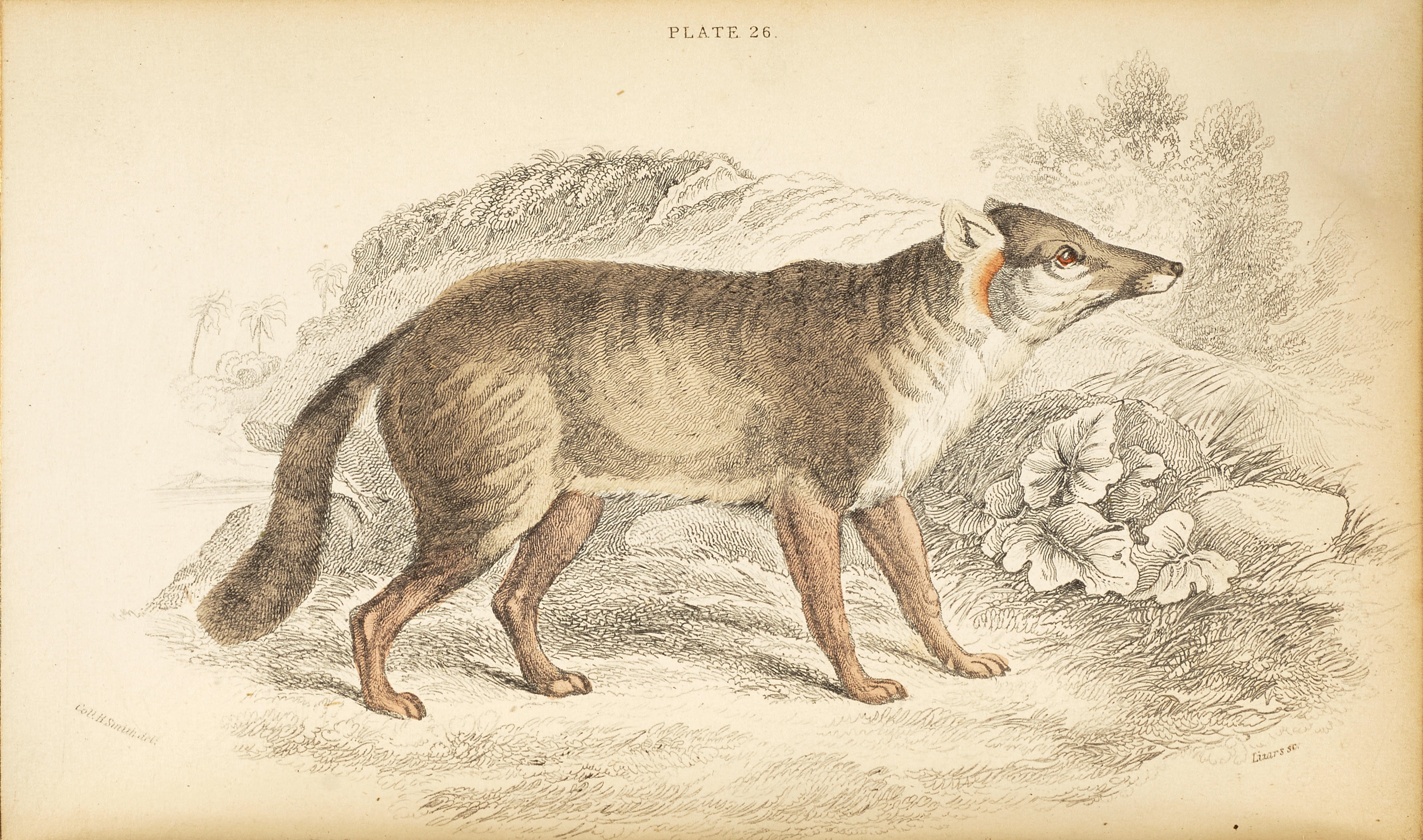 William Jardine | The Naturalist's Library. Edinburgh: W.H. Lizars