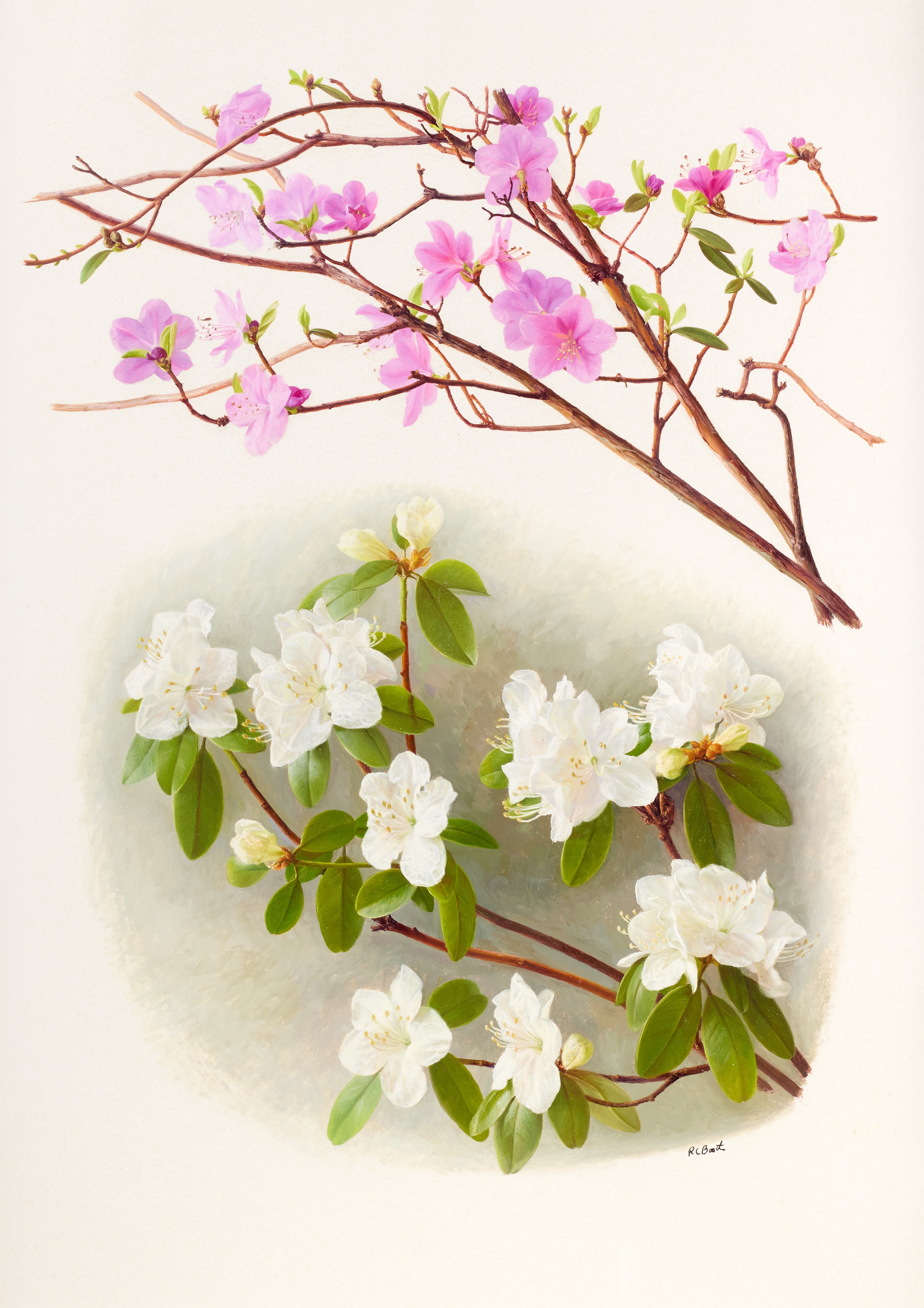 Raymond Booth、Rhododendron'Cowslip' Raymond Booth、Rhododendron'Cowslip'