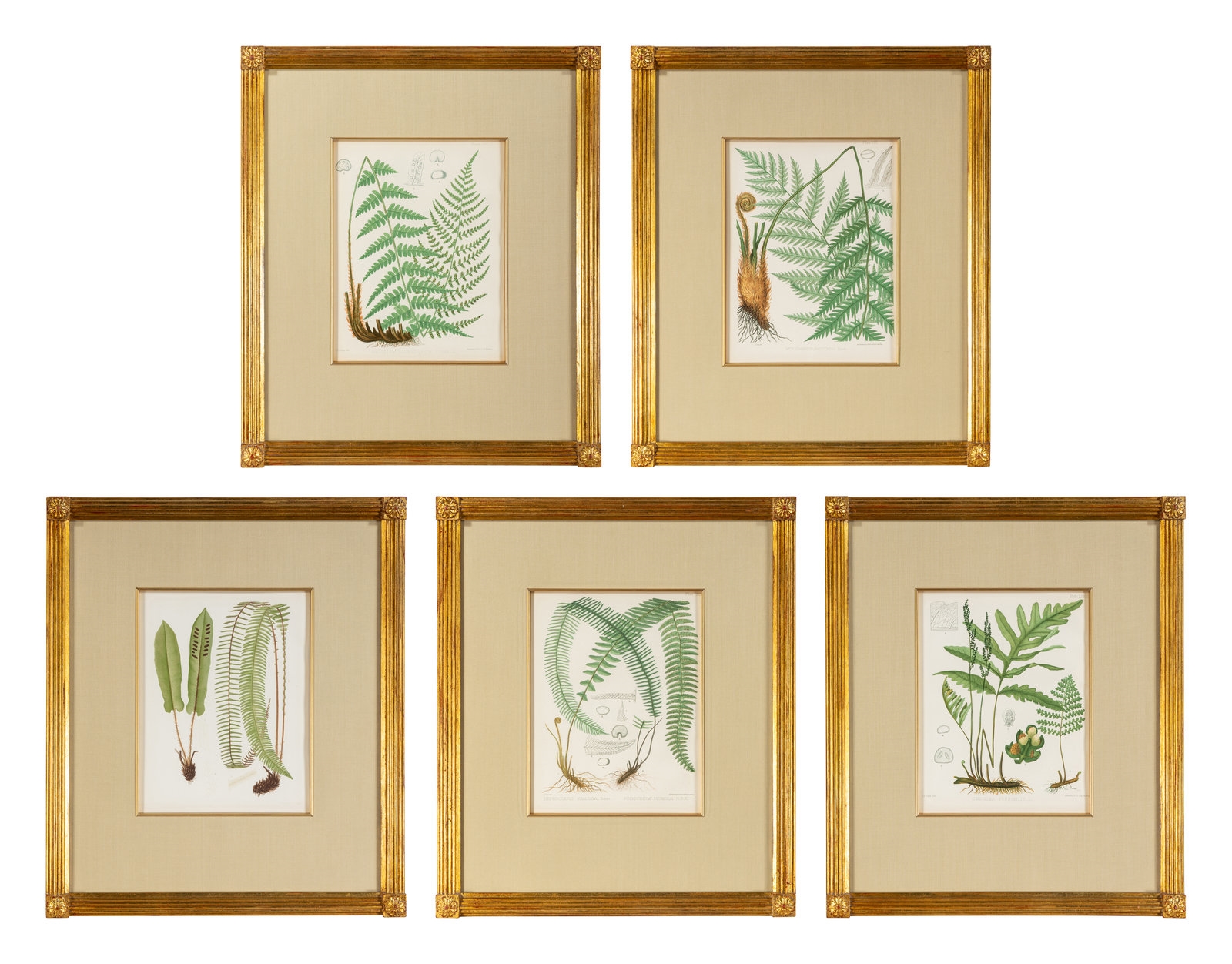 Charles Edward Faxon | A Set of Seven Botanical Prints in Giltwood 