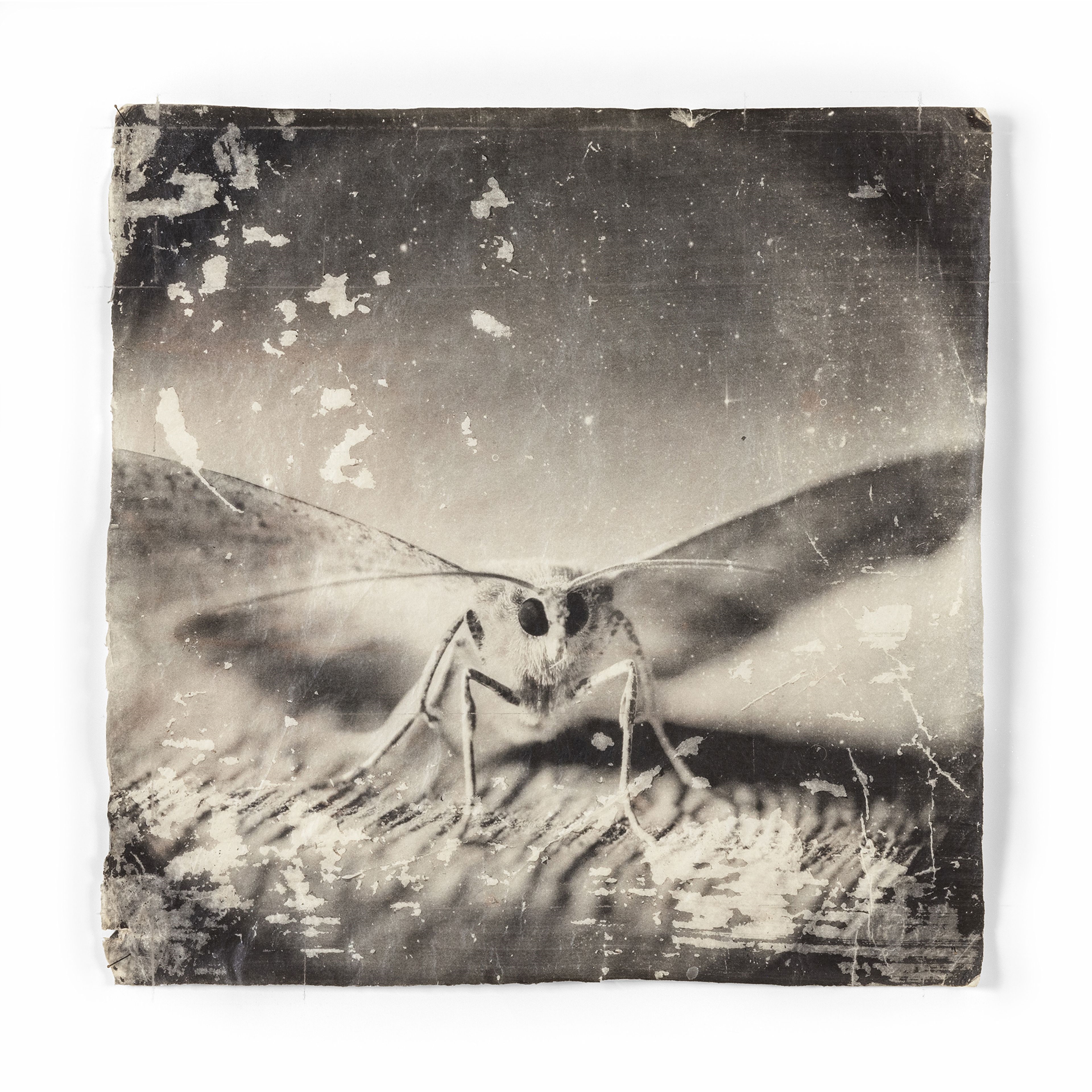 Doug & Mike Starn | Attracted to light 32 1996-2010 (1996 - 2010