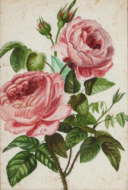 Pierre-Joseph Redouté | Pierre-Joseph REDOUTE (1759-1840), School